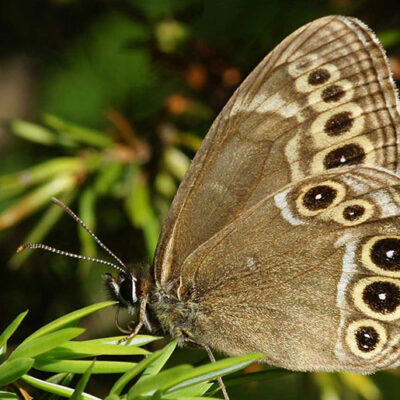 Klimaschutzprojekt-7817-1-c