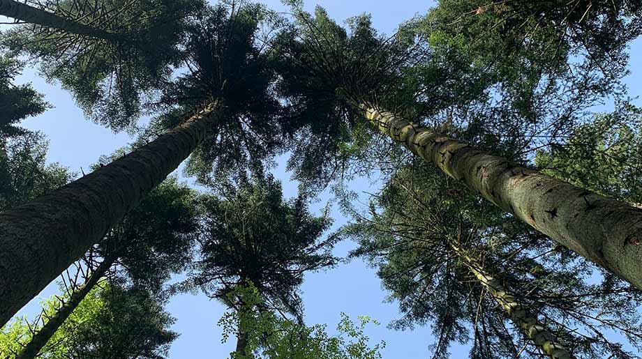 myclimate-Klimaschutzprojekt-7830-Wald-Schweiz-Ta2-Foto-Matthias-Klaey-LEAD