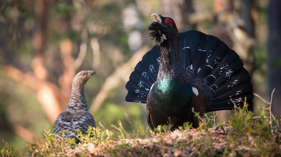 myclimate-Klimaschutzprojekt-7832-Wald-Graubuenden-Auerwild-Foto-Petr_Simon-LEAD